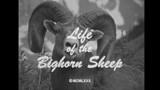 This black &amp; white film was produced by Berlet Film Company, titled "Life of the Bighorn Sheep." Narrated by Jimmy Launce. Photographed by Walter and Myrna Berlet, Bob Landis, and Allen King at locations in Banff National Park, Glacier National Park, Jasper National Park, and Yellowstone National Park. Owned and presented by the Film Department of the Omaha Public Library. This film provides a glimpse at the life of the Rocky Mountain bighorn sheep spanning four seasons, beginning with the birth of a lamb in late May. Sweeping vistas and intimate footage of the bighorn are captivating. The film includes the information (narration) and footage of bighorn ewes with large nursery bands, their preditors and neighbors, grazing, play, social development, physical changes from maturation as well as adaptation. The film also examines bighorn ram's behavior and the significance of their characteristic horns, the bighorn's habitat, survival strategies, unique physical traits, aging, body lan, The original film reel was digitized by Universal Information Services in 2015., UNO Libraries' Archives &amp; Special Collections, 00:16:08
